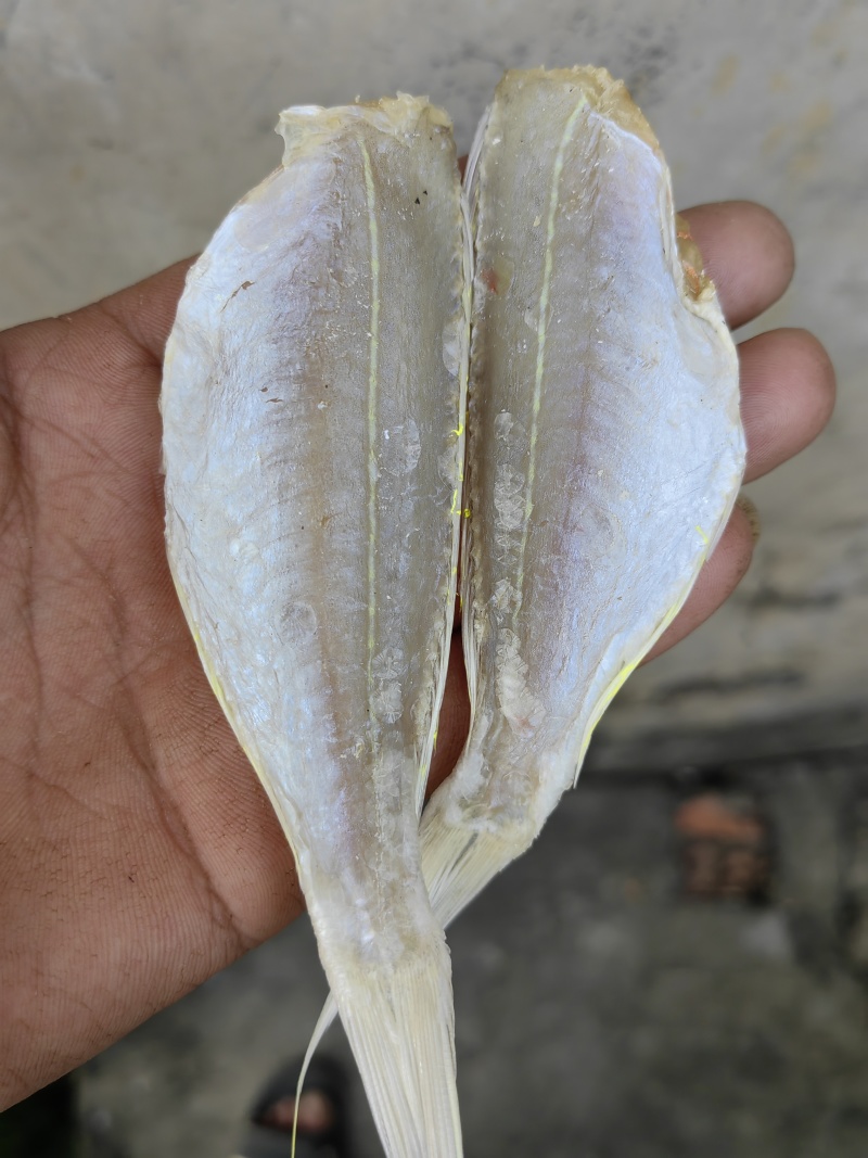 金丝红杉鱼金线红杉鱼