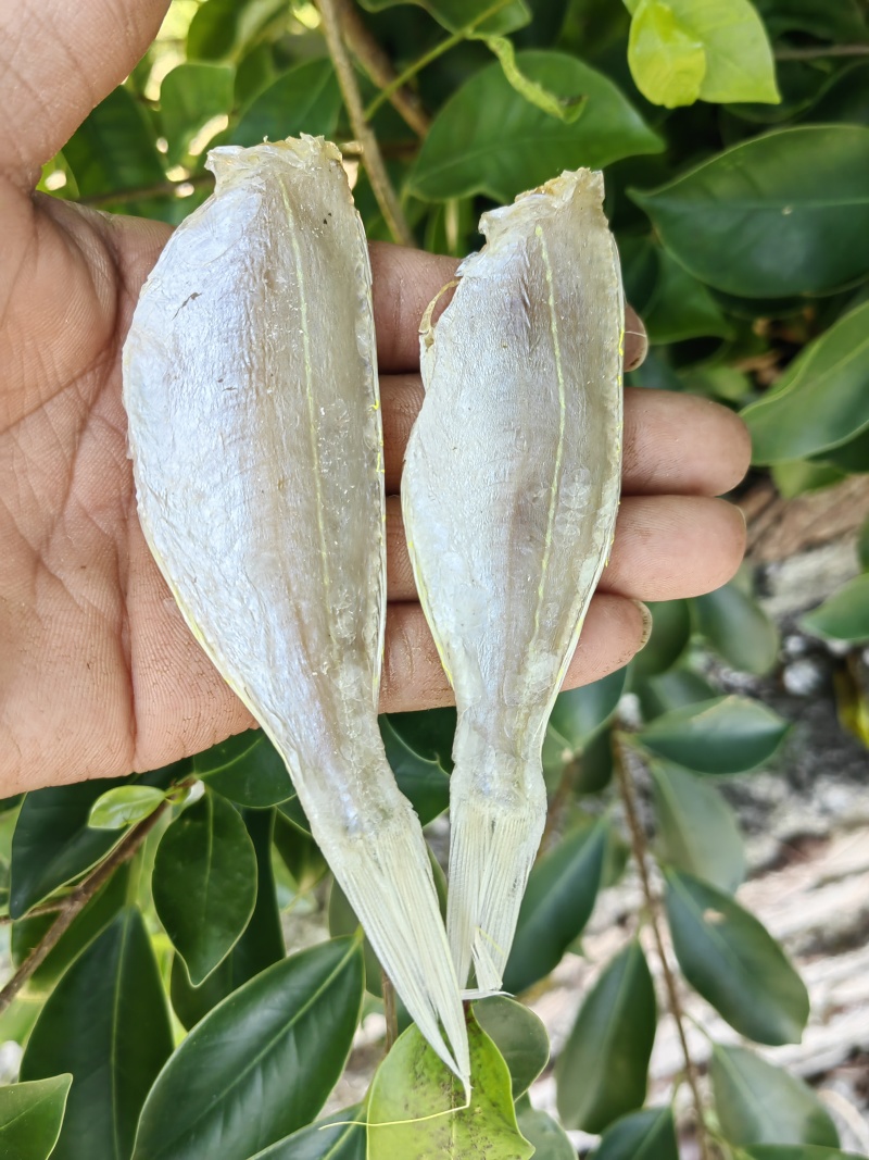 金丝红杉鱼金线红杉鱼