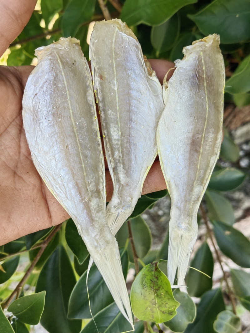 金丝红杉鱼金线红杉鱼