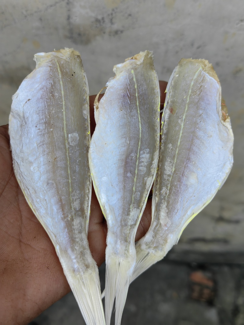 金丝红杉鱼金线红杉鱼