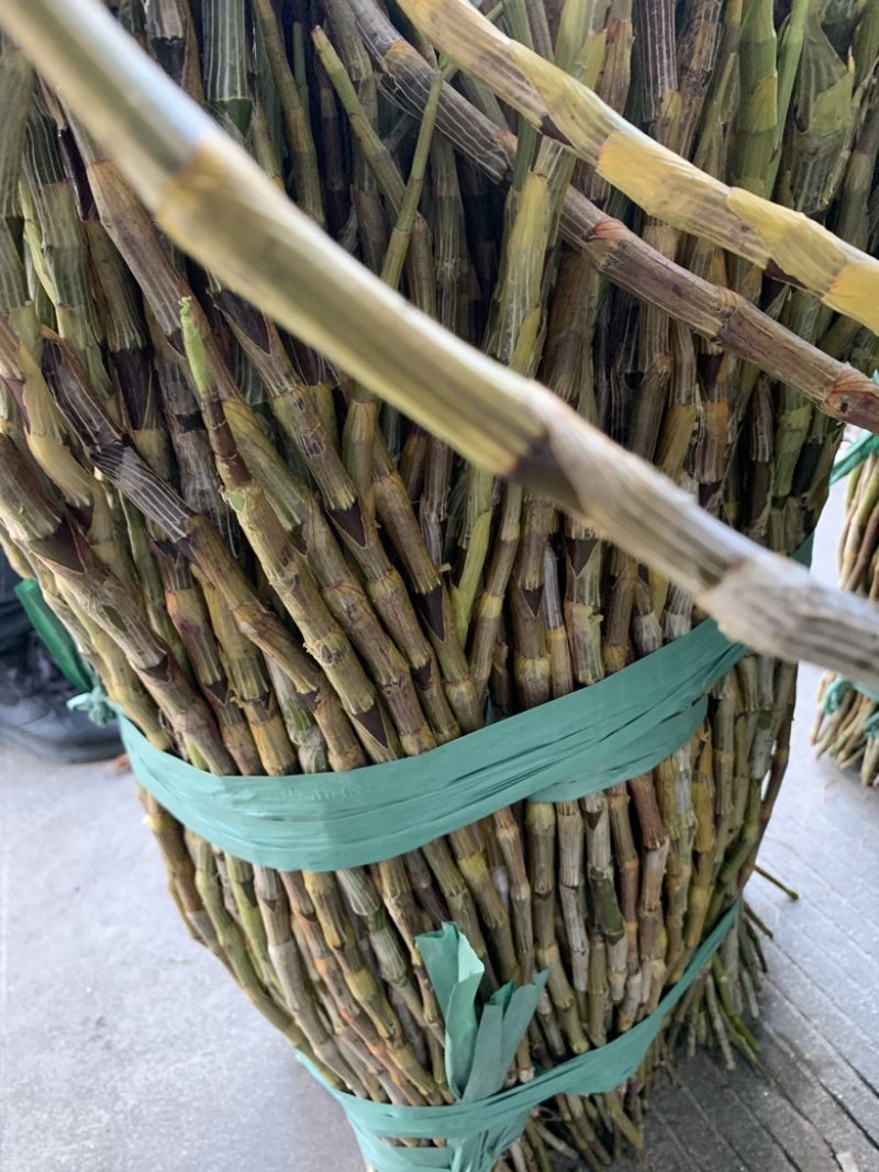 紫皮石斛大条