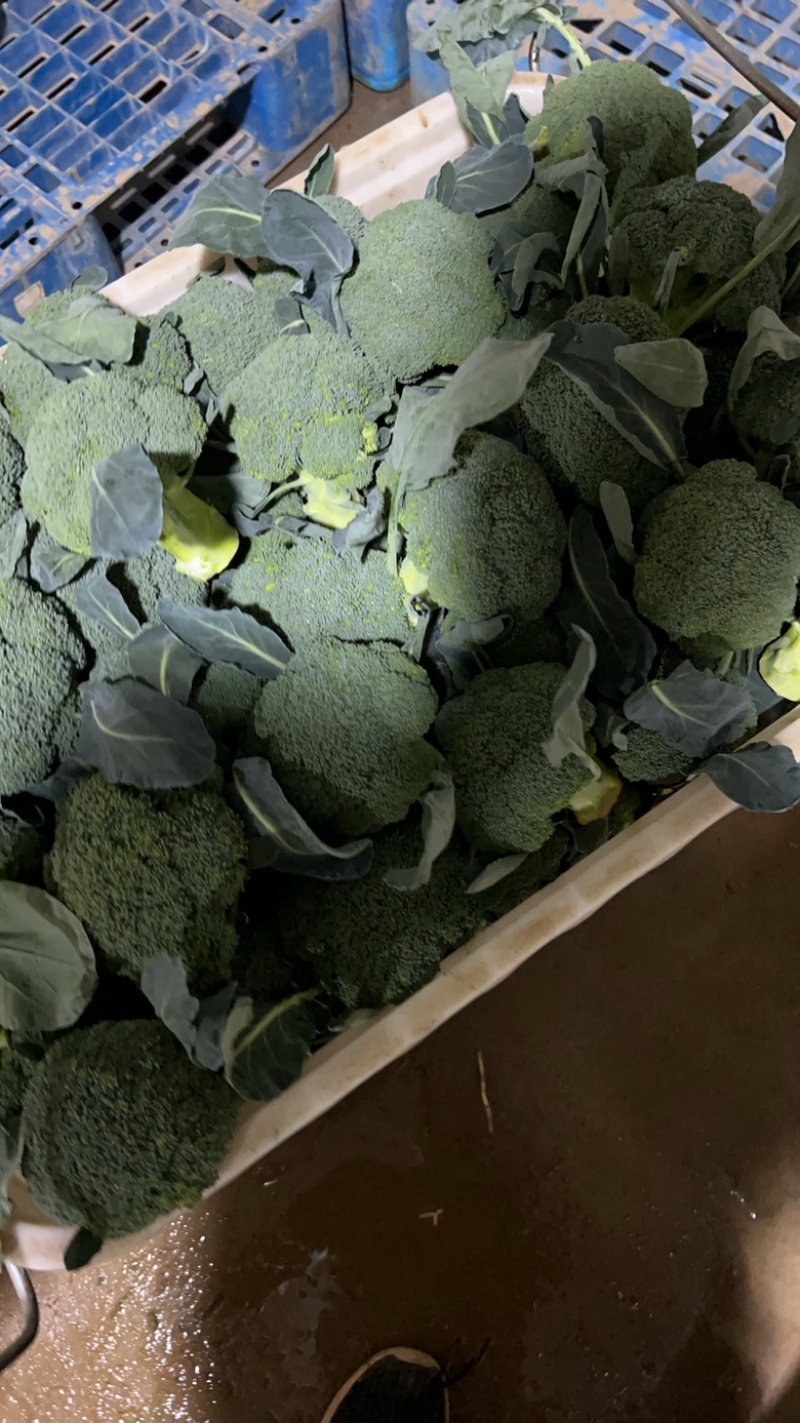 西蓝花现货湖北西蓝花大量上市产地直发可视频看货