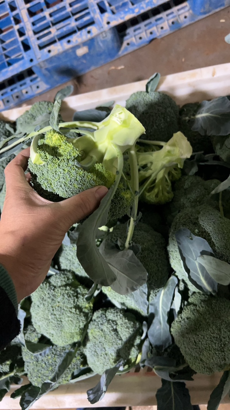 西蓝花现货湖北西蓝花大量上市产地直发可视频看货