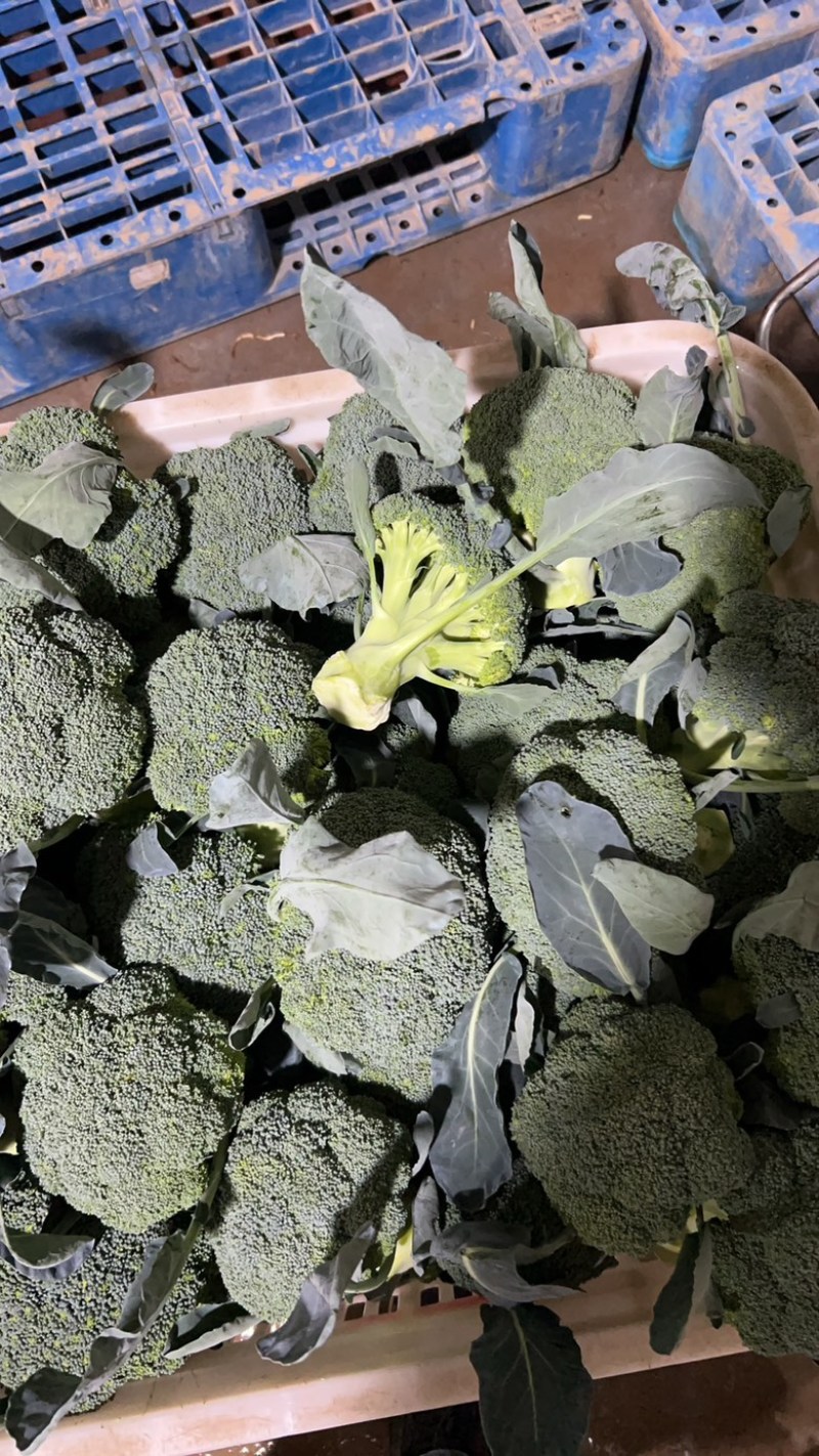 西蓝花现货湖北西蓝花大量上市产地直发可视频看货