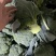 西蓝花现货湖北西蓝花大量上市产地直发可视频看货