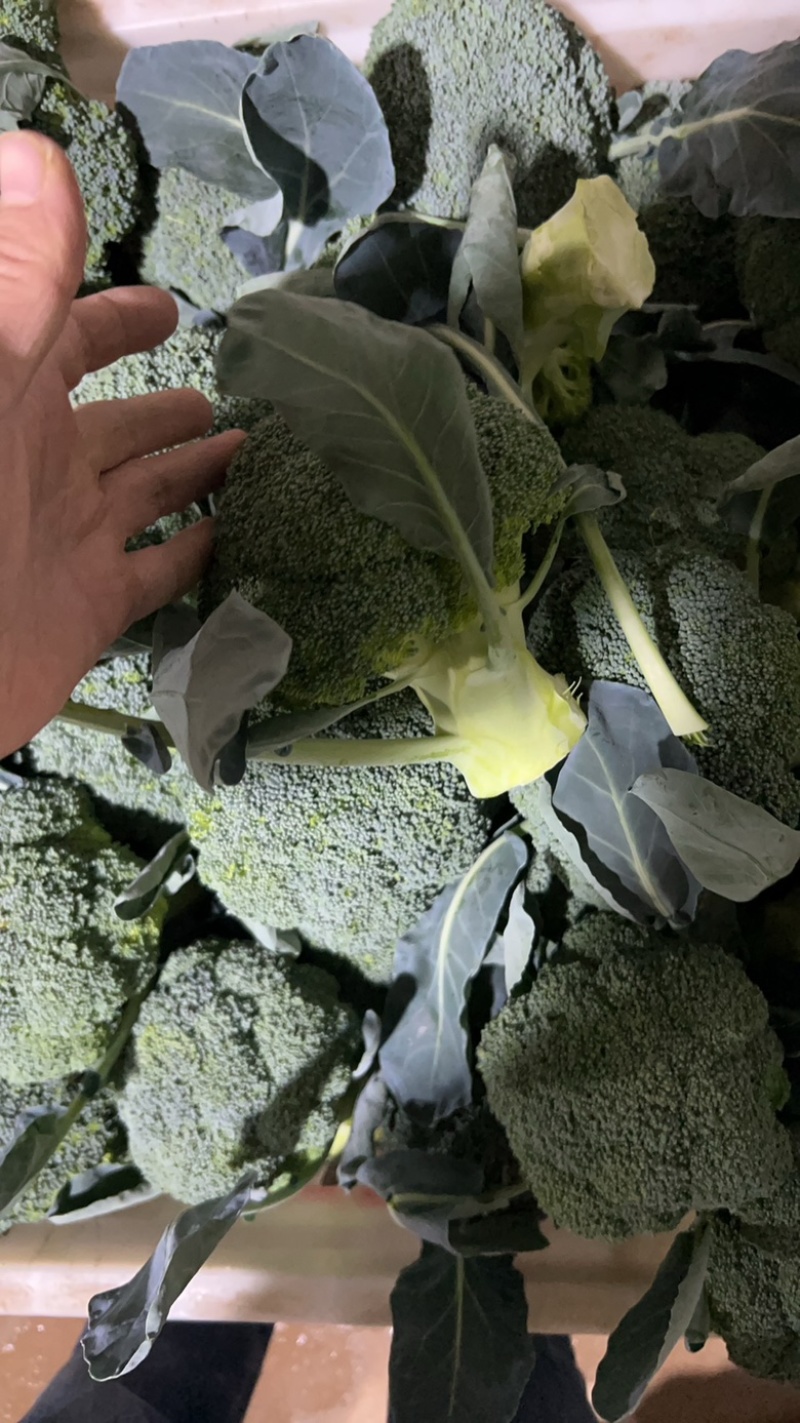 西蓝花现货湖北西蓝花大量上市产地直发可视频看货