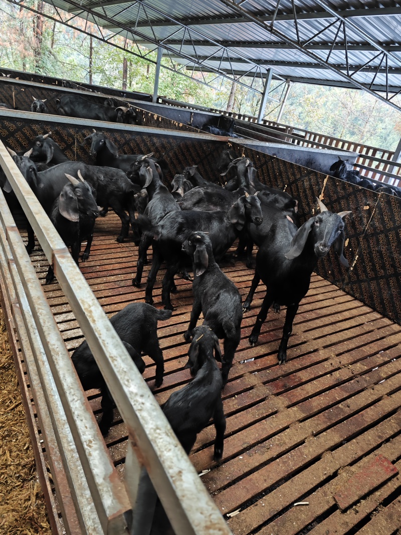 努比亚黑山肉羊，羊苗