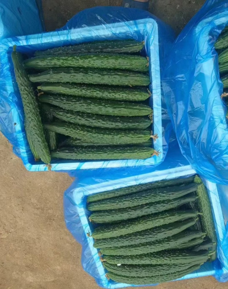 广东密刺黄瓜，带花，带刺，基地供应，可全国供应，