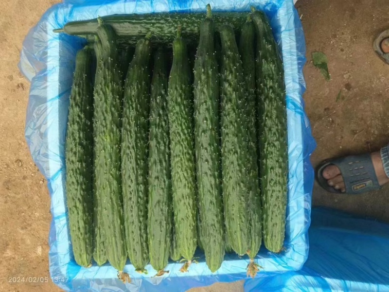 广东密刺黄瓜，带花，带刺，基地供应，可全国供应，