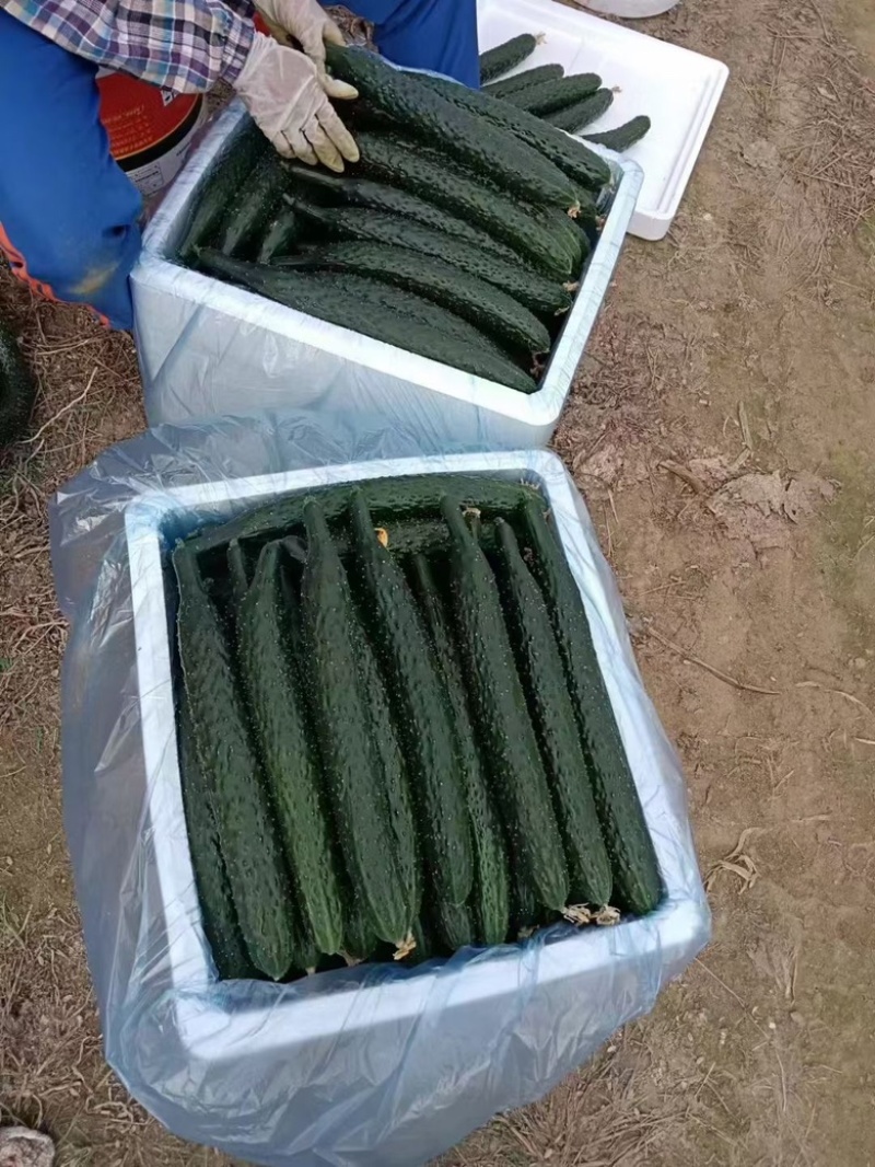 广东密刺黄瓜，带花，带刺，基地供应，可全国供应，