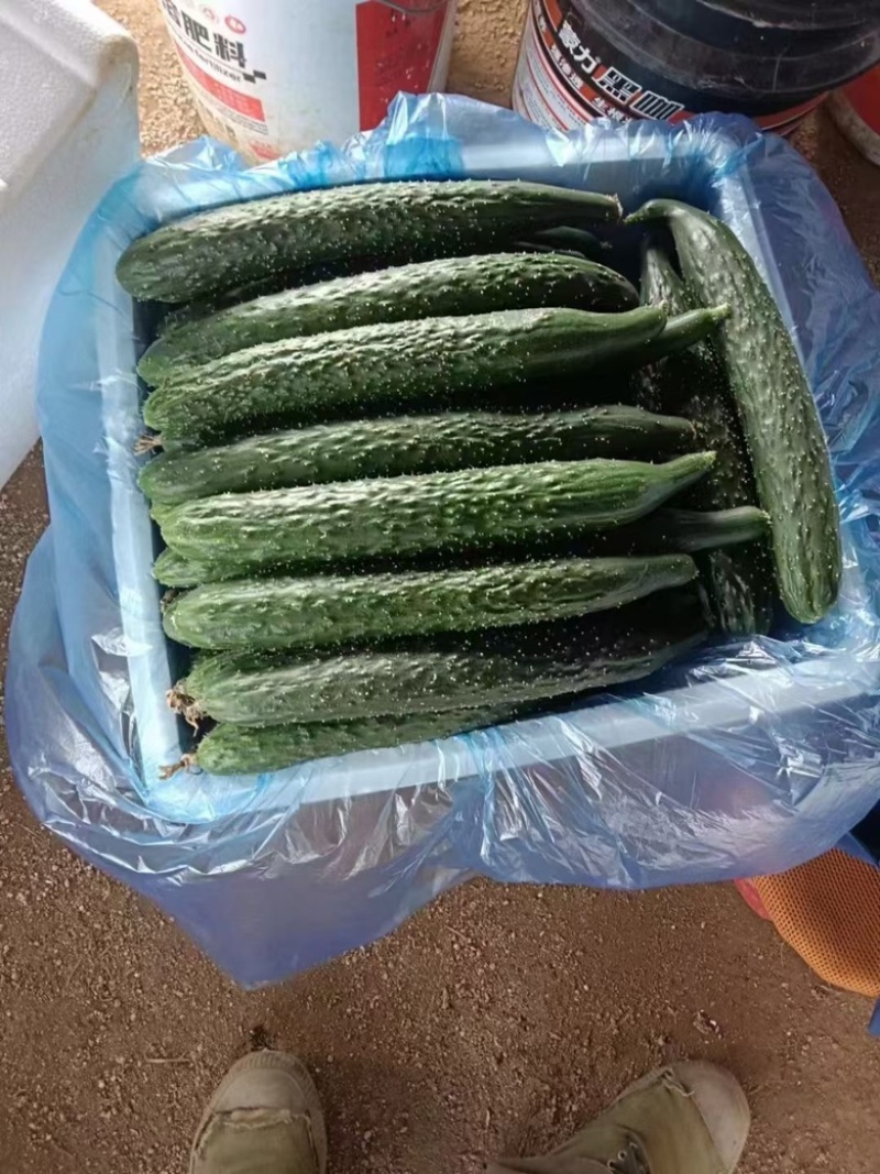 广东密刺黄瓜，带花，带刺，基地供应，可全国供应，