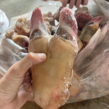 牛中蹄