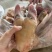 牛中蹄