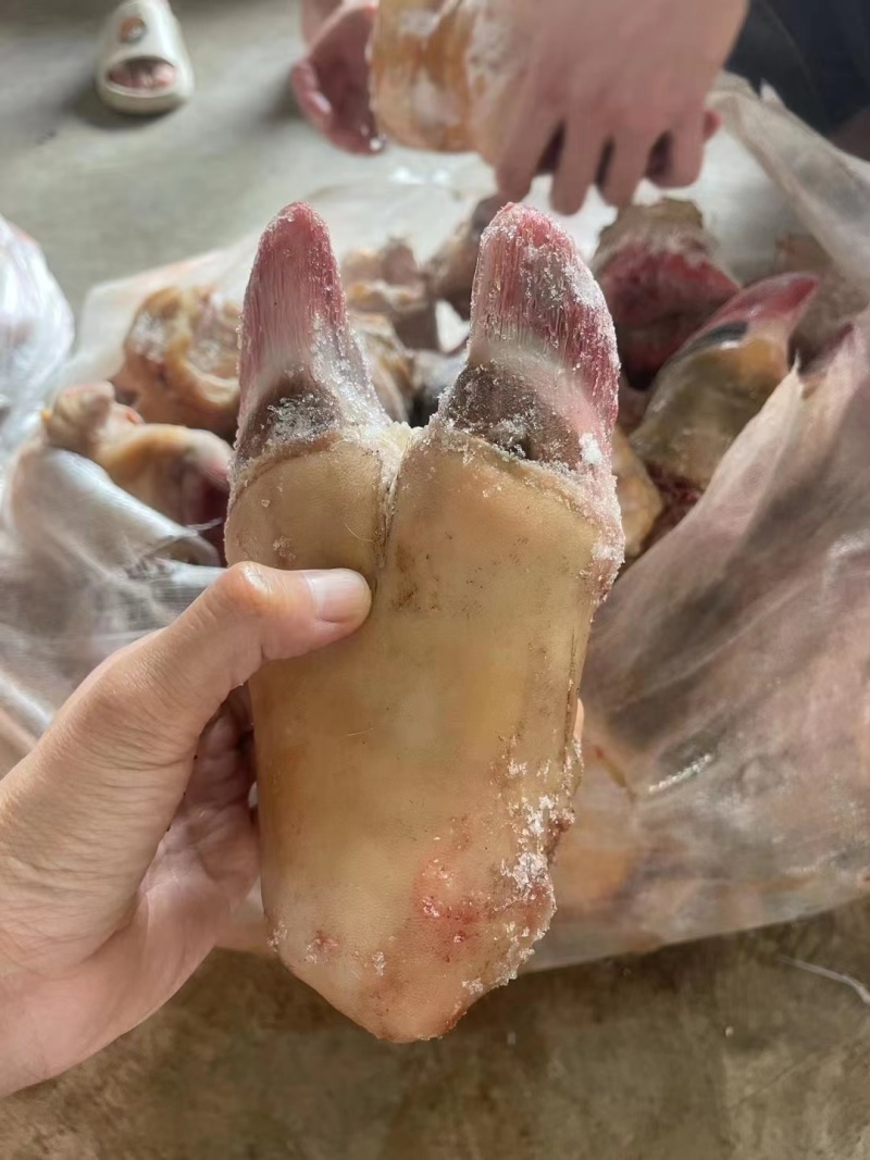 牛中蹄