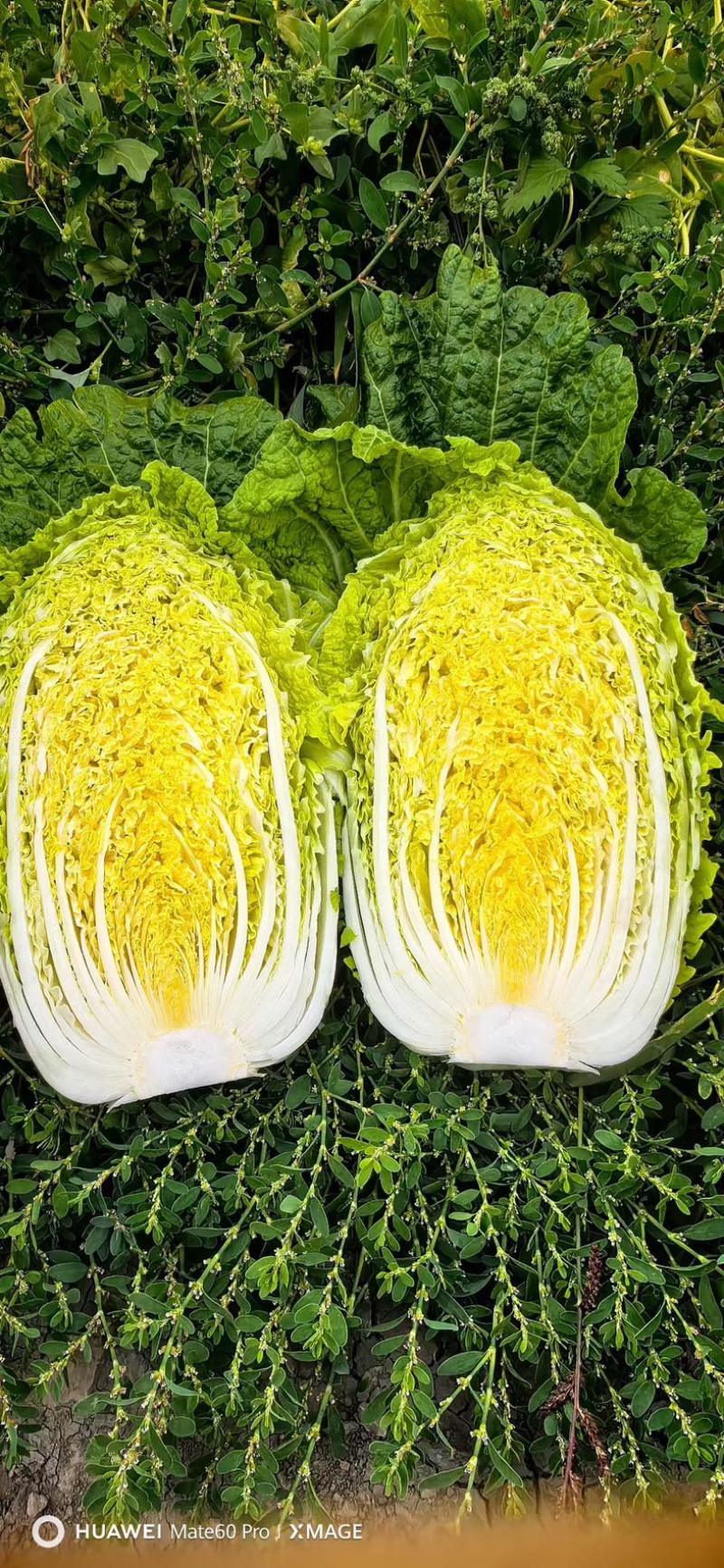 【山东大白菜】新鲜农家黄心现摘青菜整颗白菜商超品质