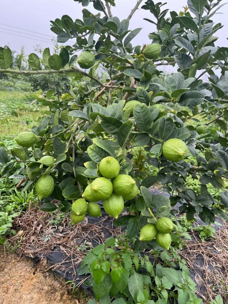 广东香水柠檬***********