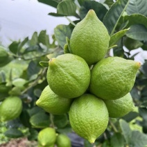 广东香水柠檬***********