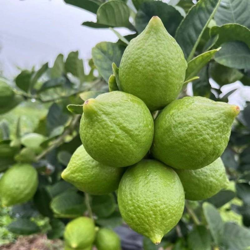 广东香水柠檬***********