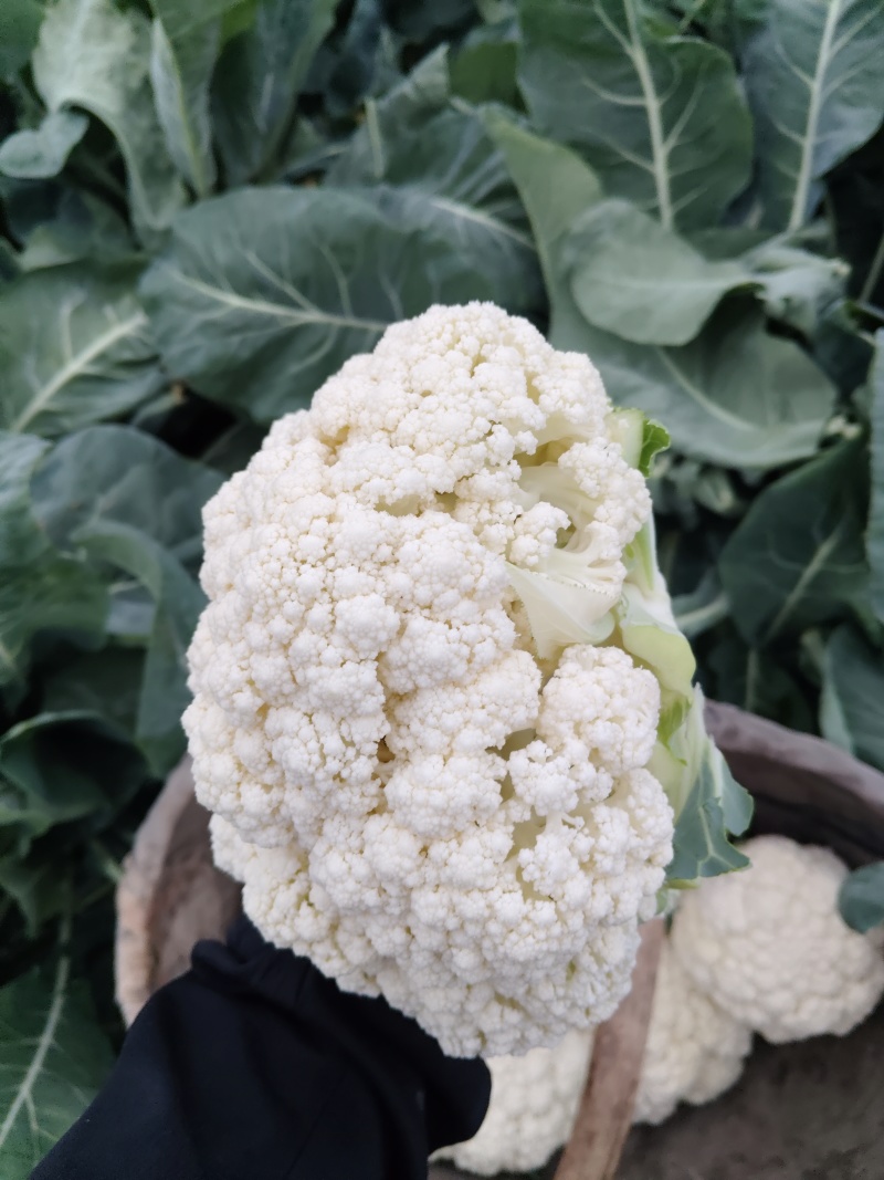 精品八零，大量上市
