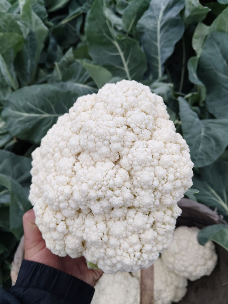 精品八零，大量上市