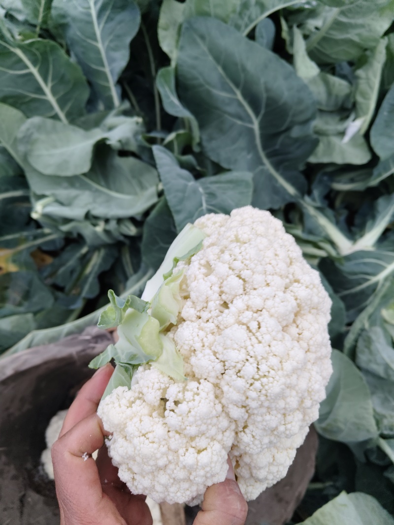 精品八零，大量上市