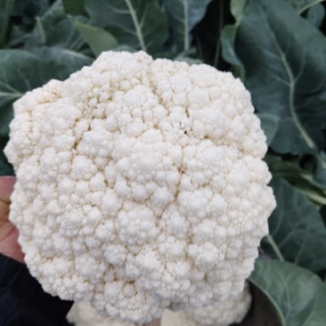 精品八零，大量上市