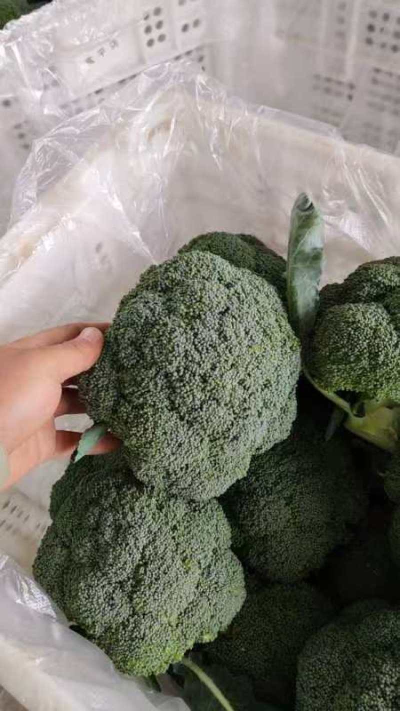 大量现货，质量**