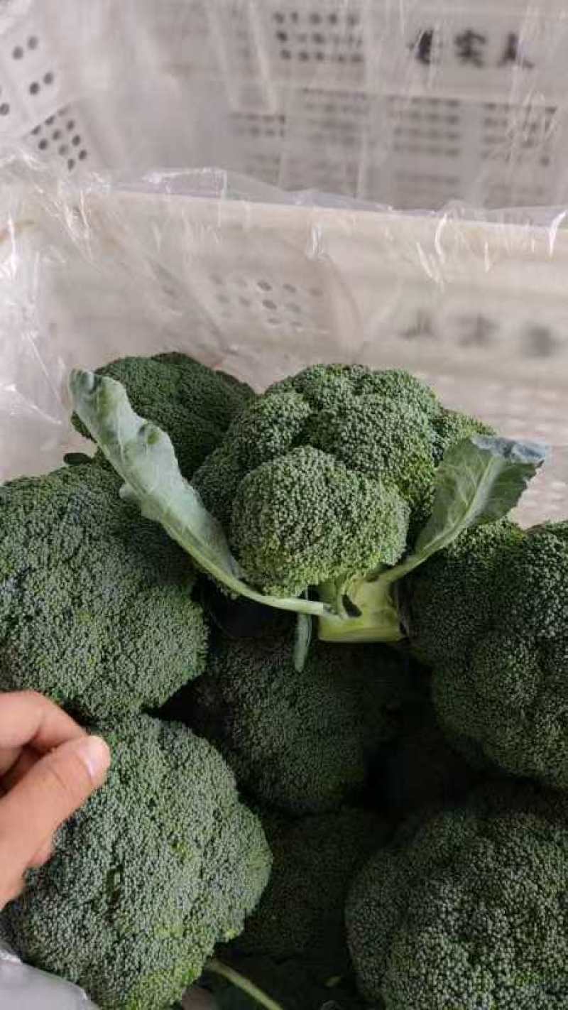 大量现货，质量**