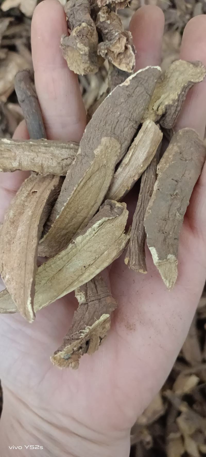 土大黄代抓配方需要的老板联系我