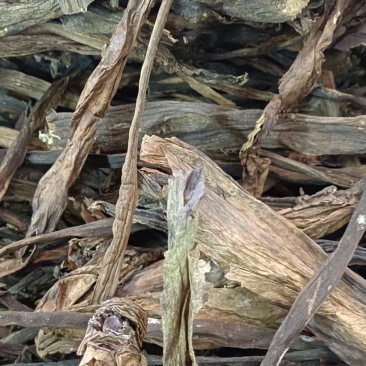 魔芋花各种中药材冷背药材名贵药材多种药材搭配批发