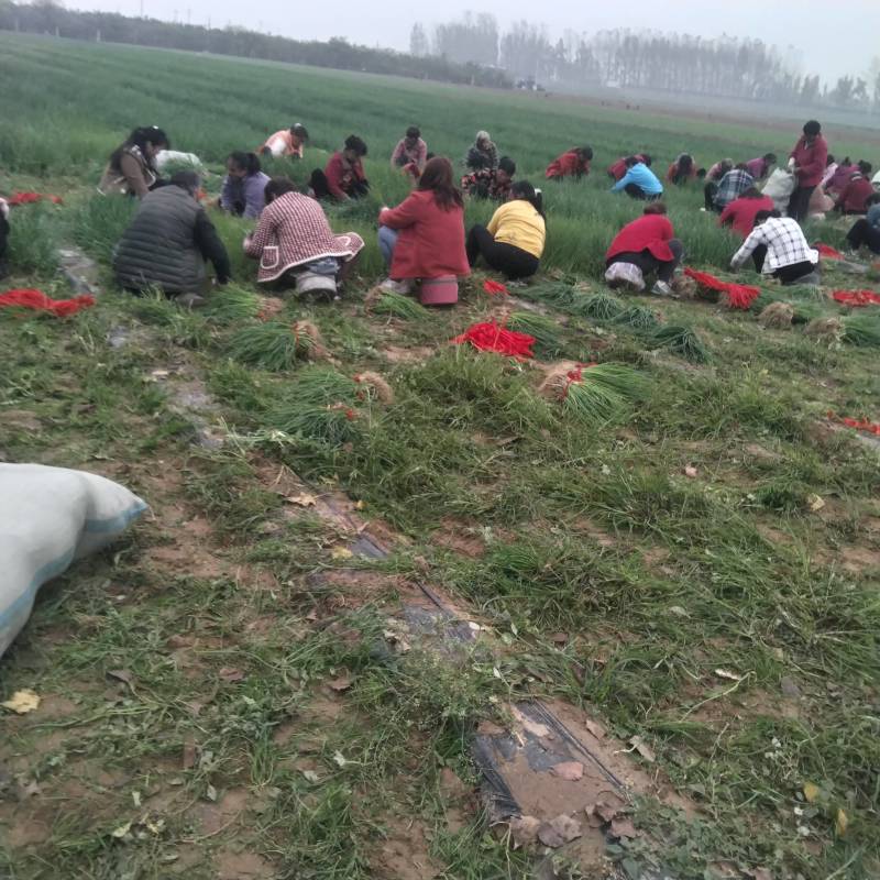 万亩洋葱苗育苗基地“白露”后育苗，可以提供种植技术。