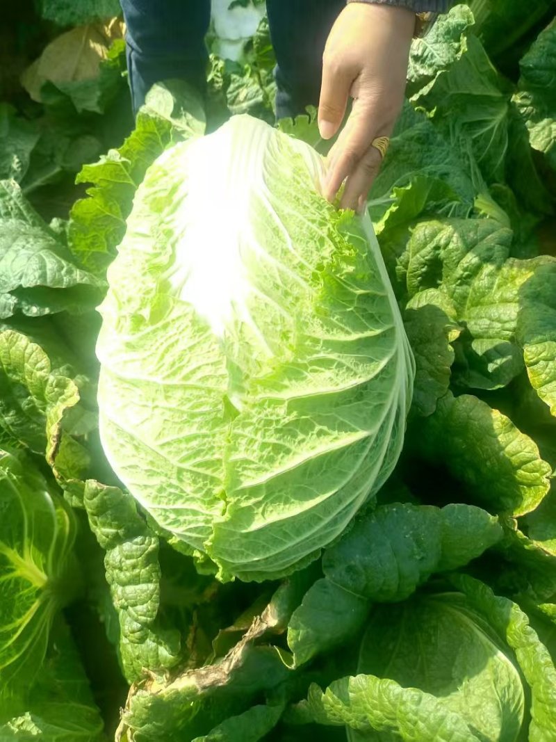 聊城东昌府区黄心大白菜上市量大主打范围超市，批发市场