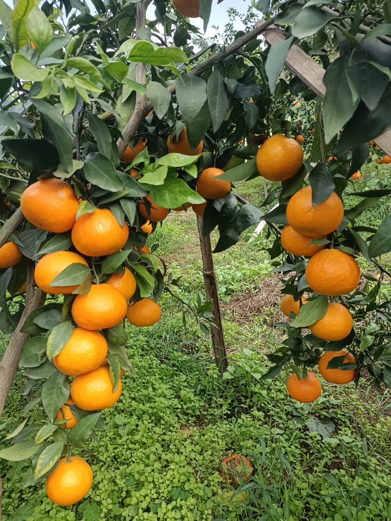 橙子爱媛三十八号果冻橙