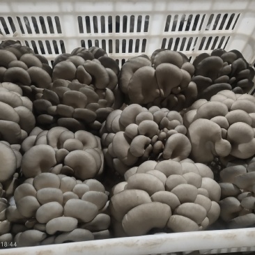 平菇批发