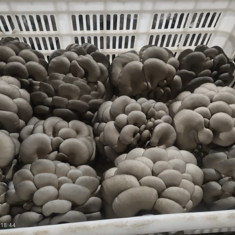 平菇批发