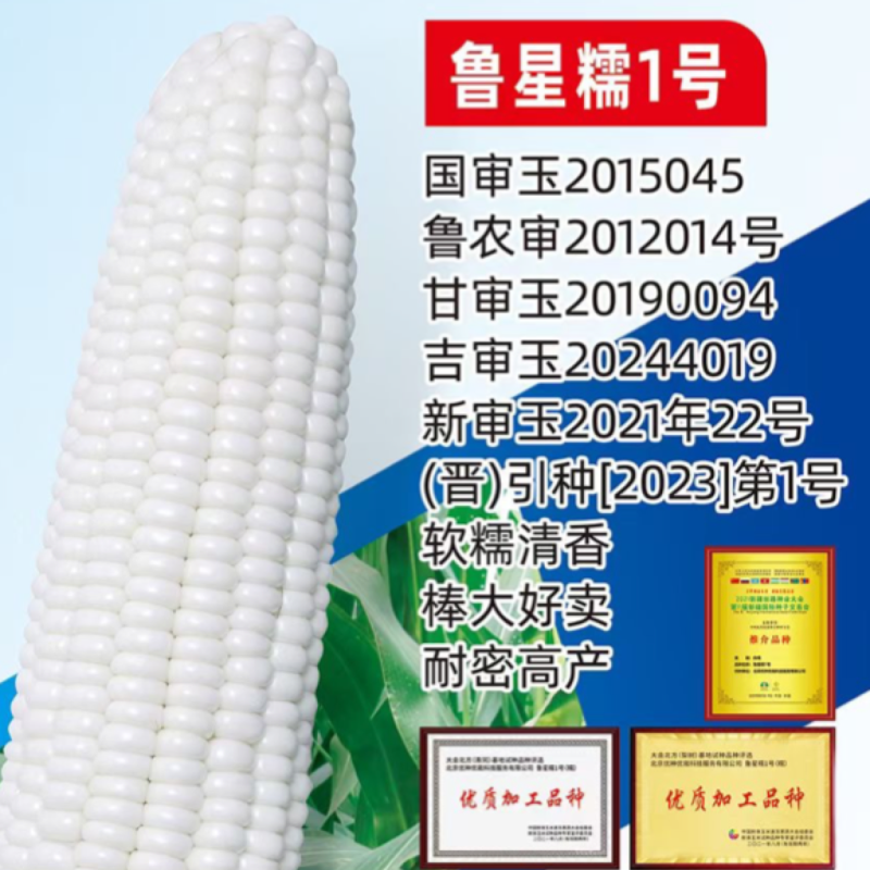鲁星糯一号白糯玉米种子鲜穗干籽均可销售四五千密度