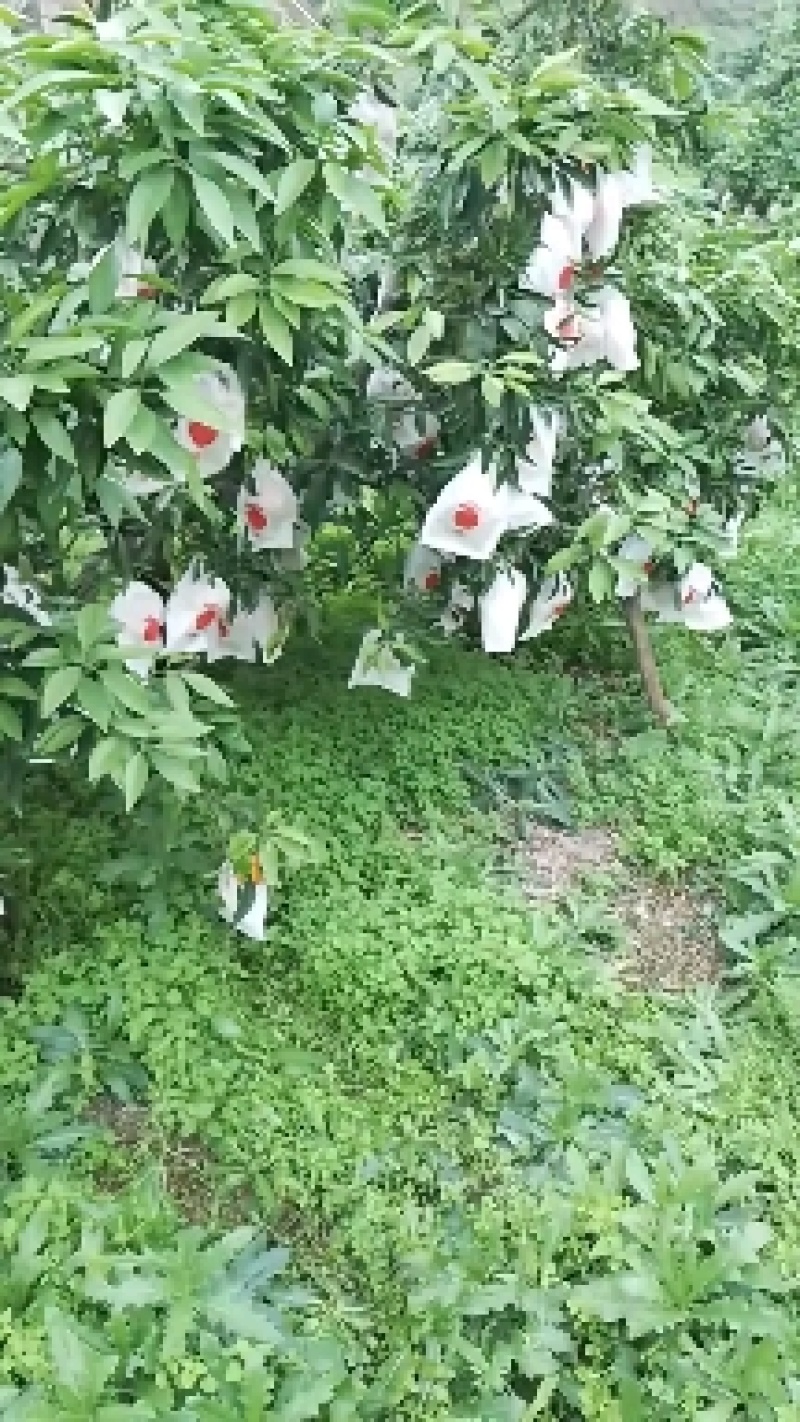 爱媛果冻橙，丹棱的爱媛