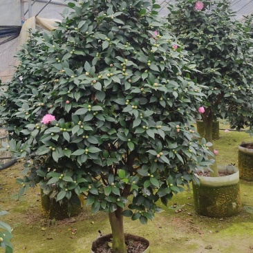 香妃茶花浓香型香味室内外地栽盆栽阳台庭院好养易活。
