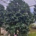香妃茶花浓香型香味室内外地栽盆栽阳台庭院好养易活。