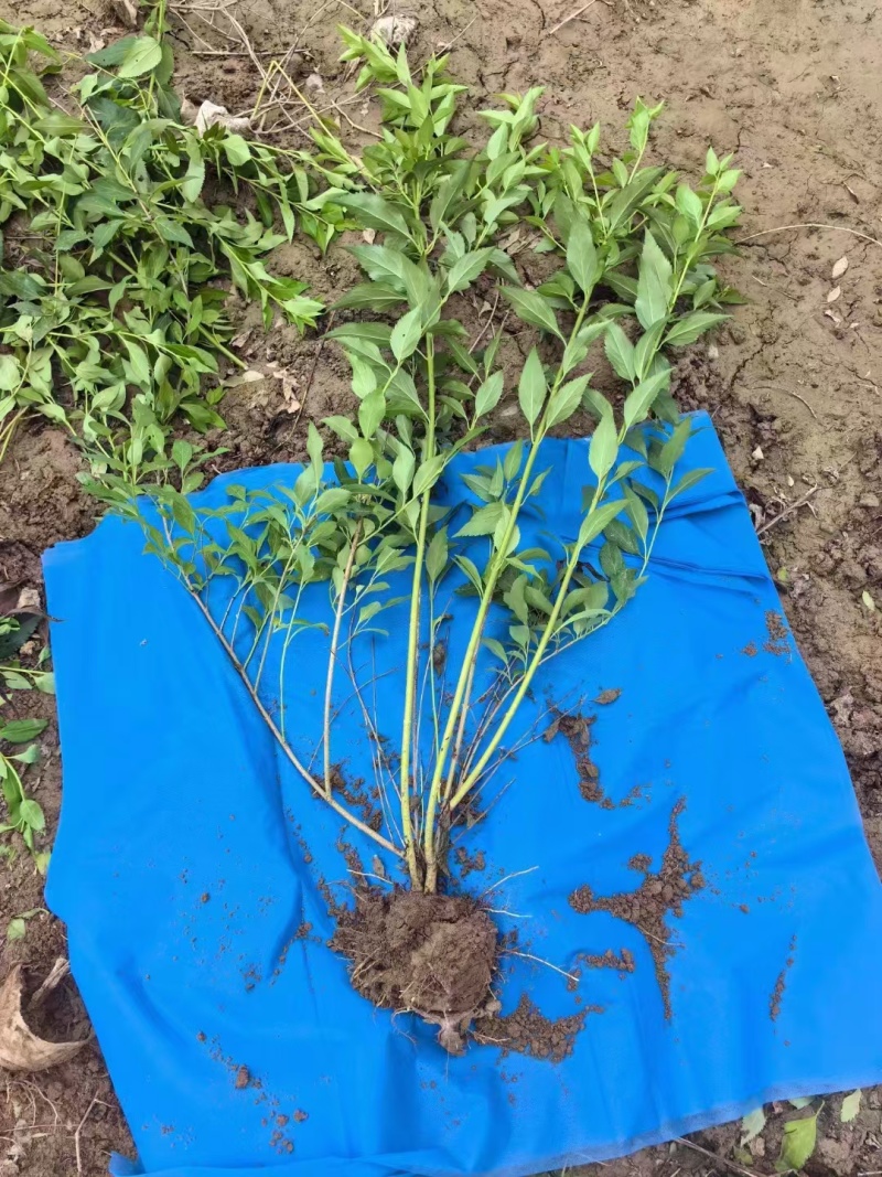 连翘绿化工程苗连翘枝条多根系好花坛花镜造景工程栽
