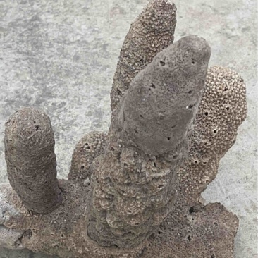 淡水海绵，紫梢花，产地直发，量大从优，欢迎致电