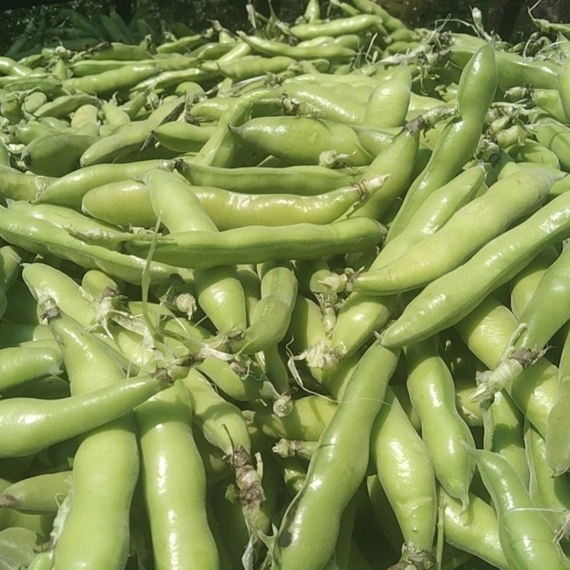 【牛商推荐】新鲜蚕豆无虫眼质量保证价格合理欢迎抢购