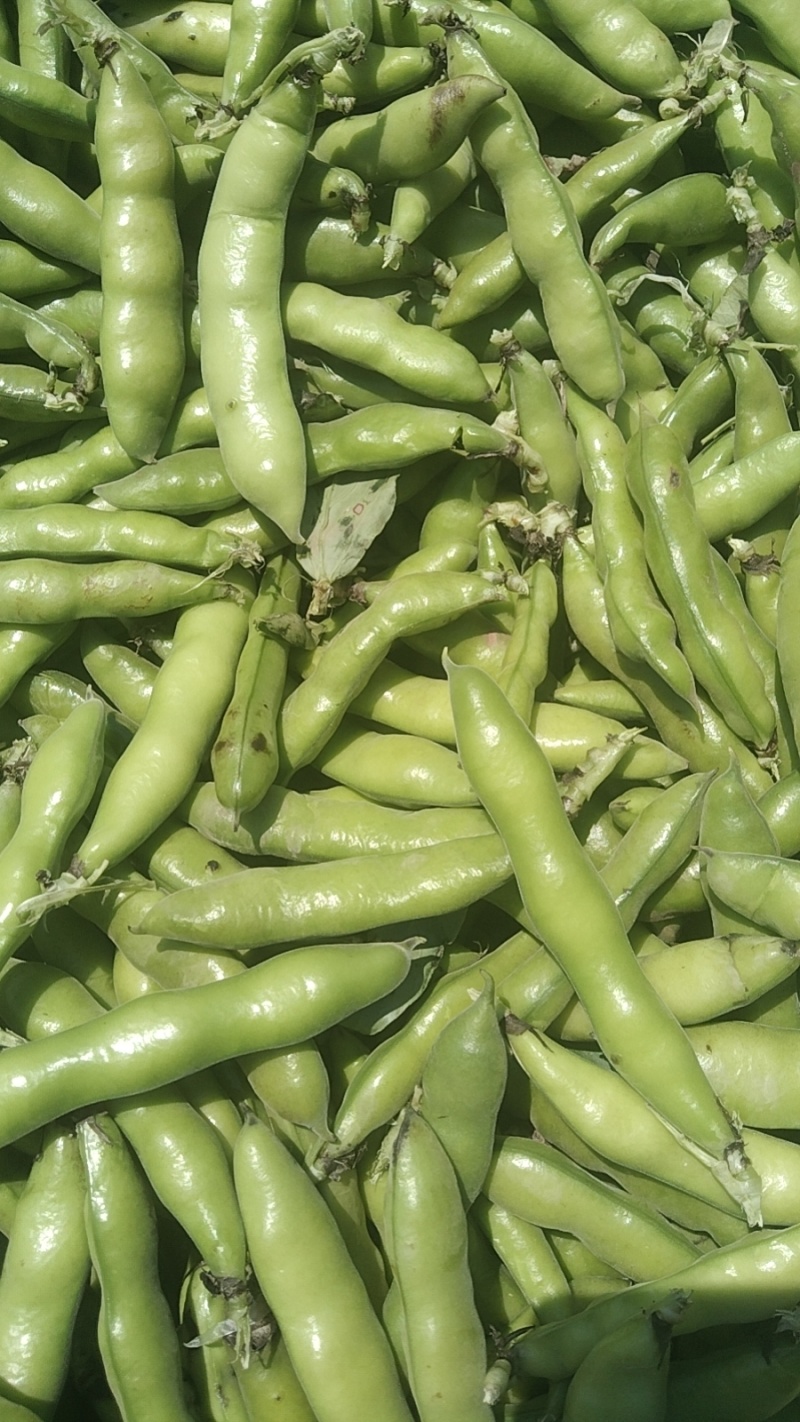 【牛商推荐】新鲜蚕豆无虫眼质量保证价格合理欢迎抢购
