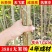 无絮杨树苗，大叶3412.3804中华红叶杨，意杨