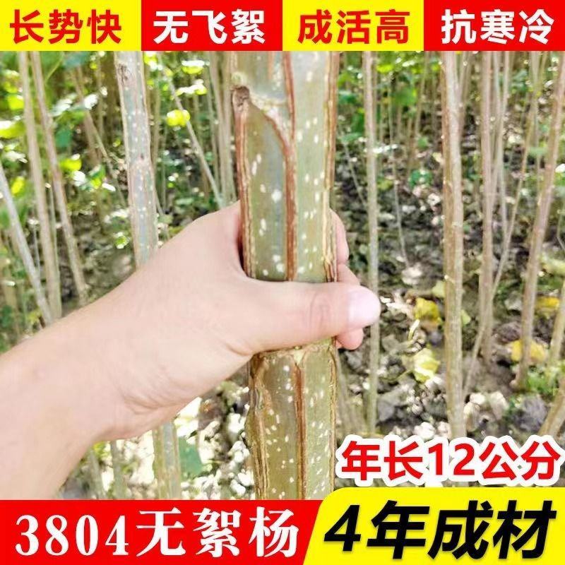 无絮杨树苗，大叶3412.3804中华红叶杨，意杨