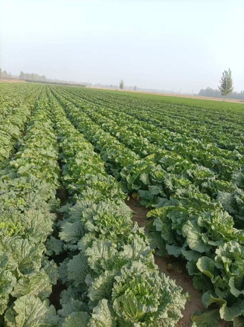 自家种植白菜，多个品种，急出售