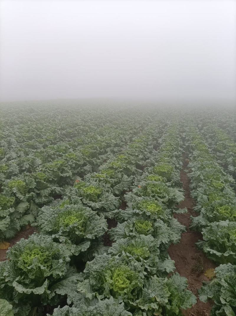 自家种植白菜，多个品种，急出售