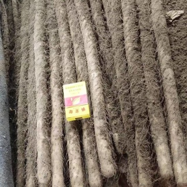 麻山药双棒铁棍白玉白嘴大量上市了批发市场平台