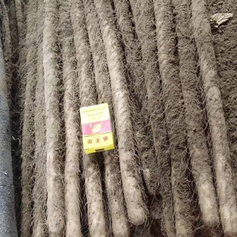 麻山药双棒铁棍白玉白嘴大量上市了批发市场平台