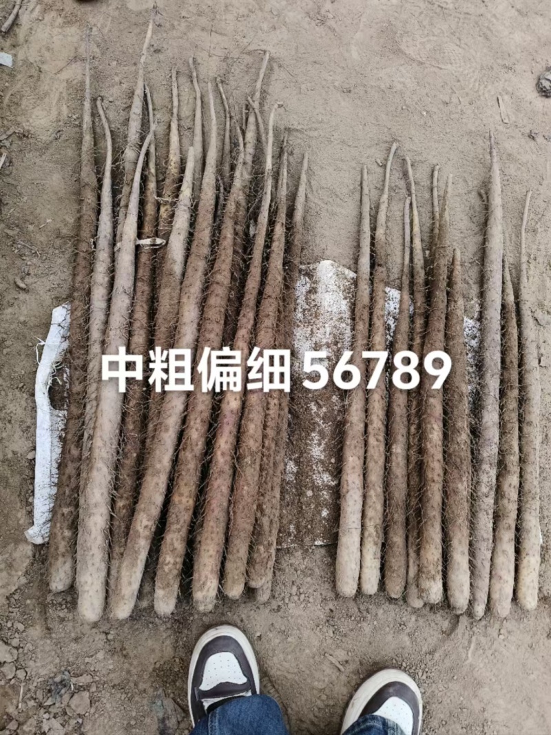 麻山药双棒铁棍白玉白嘴大量上市了批发市场平台